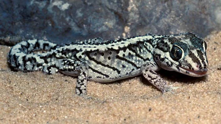 The banner image, showing a Gecko