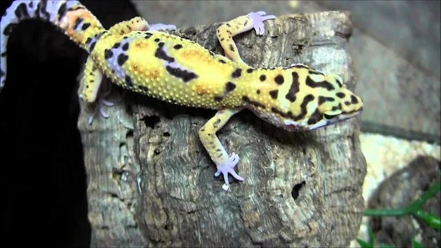 Image of a gecko