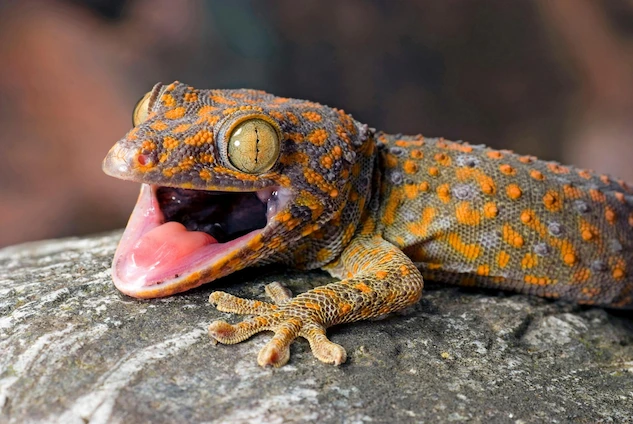 Image of a gecko